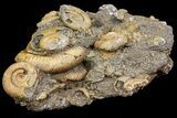 Dactylioceras Ammonite Cluster - Germany #77183-2